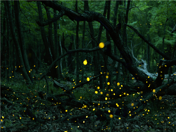 [기간한정특가][$110상당특전/노쇼핑+호핑+라운지] 코타키나발루 르메르디앙 어반룸 3박5일