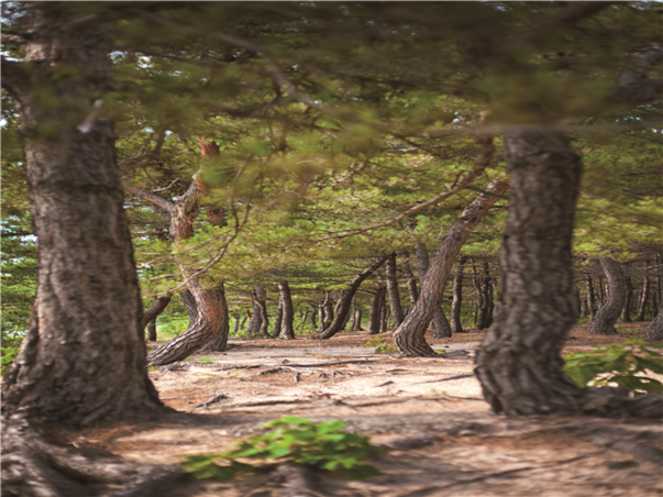 강원도 고성 당일여행 ＜지자체지원특가/해파랑길＞