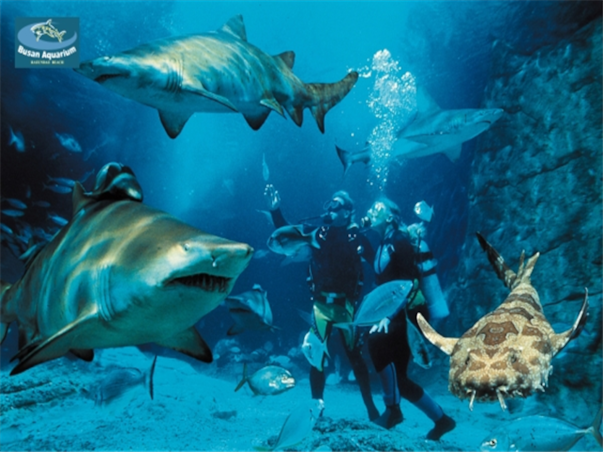 [KTX-호텔] 경상도 부산 외도 거제 1박2일 ＜쪽빛바다 감성＞