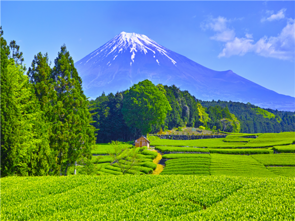 [메가세일][실속픽_하코네] 시즈오카/하코네/도쿄 4일(1일자유/1일대욕장/세미더블)