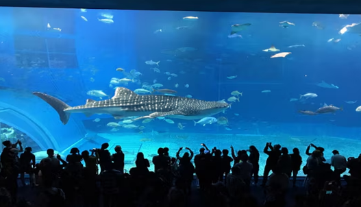 오키나와 4일 (특급리조트 2박/1일자유OR워킹투어/온천욕)