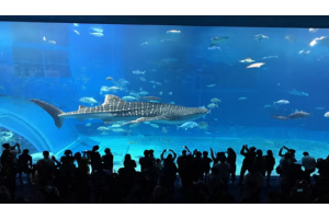 오키나와 4일 (특급리조트 2박/1일자유OR워킹투어/온천욕)