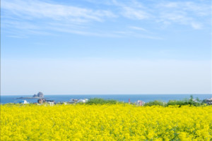 [광주출발][제주한섬] 제주도 가파도 4일 